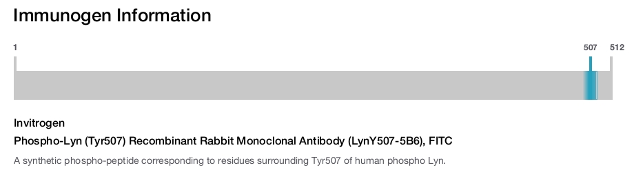 Phospho-Lyn (Tyr507) Recombinant Rabbit Monoclonal Antibody (LynY507-5B6), FITC