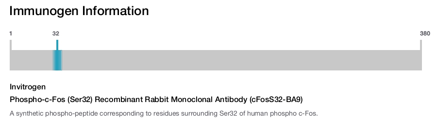 Phospho-c-Fos (Ser32) Recombinant Rabbit Monoclonal Antibody (cFosS32-BA9)