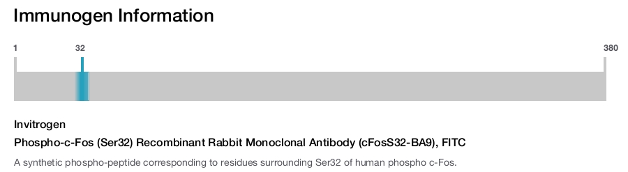 Phospho-c-Fos (Ser32) Recombinant Rabbit Monoclonal Antibody (cFosS32-BA9), FITC