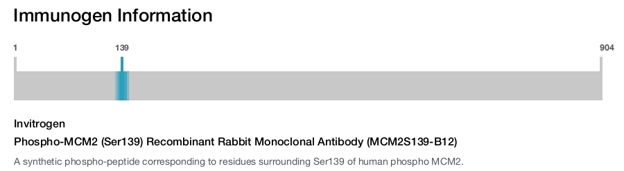 Phospho-MCM2 (Ser139) Recombinant Rabbit Monoclonal Antibody (MCM2S139-B12)