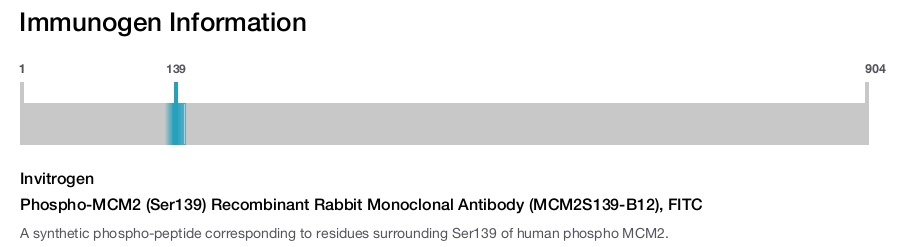 Phospho-MCM2 (Ser139) Recombinant Rabbit Monoclonal Antibody (MCM2S139-B12), FITC