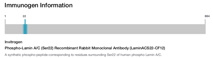 Phospho-Lamin A/C (Ser22) Recombinant Rabbit Monoclonal Antibody (LaminACS22-CF12)