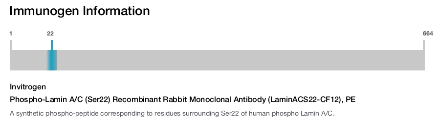 Phospho-Lamin A/C (Ser22) Recombinant Rabbit Monoclonal Antibody (LaminACS22-CF12), PE