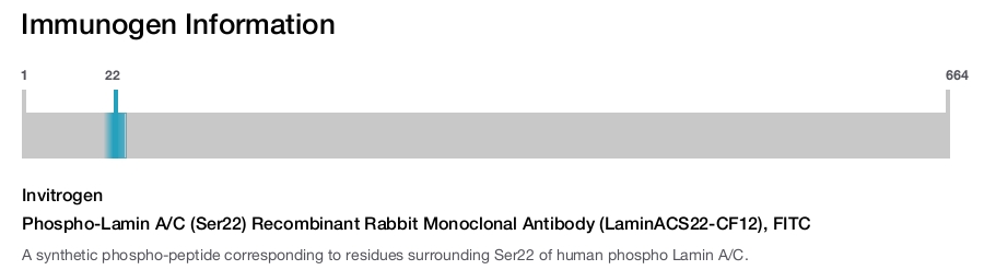 Phospho-Lamin A/C (Ser22) Recombinant Rabbit Monoclonal Antibody (LaminACS22-CF12), FITC
