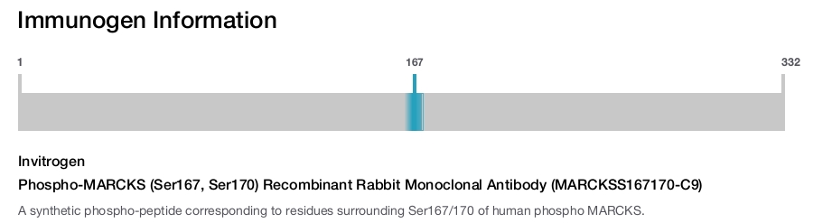 Phospho-MARCKS (Ser167, Ser170) Recombinant Rabbit Monoclonal Antibody (MARCKSS167170-C9)