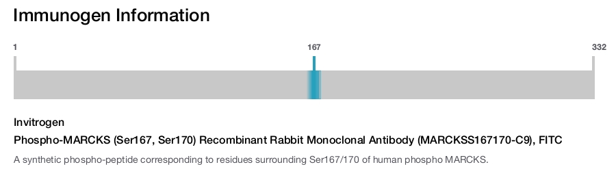 Phospho-MARCKS (Ser167, Ser170) Recombinant Rabbit Monoclonal Antibody (MARCKSS167170-C9), FITC