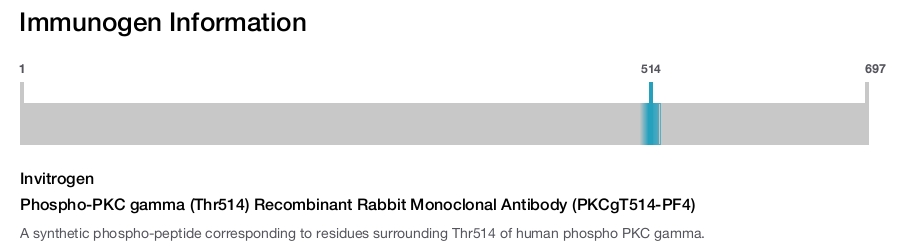 Phospho-PKC gamma (Thr514) Recombinant Rabbit Monoclonal Antibody (PKCgT514-PF4)