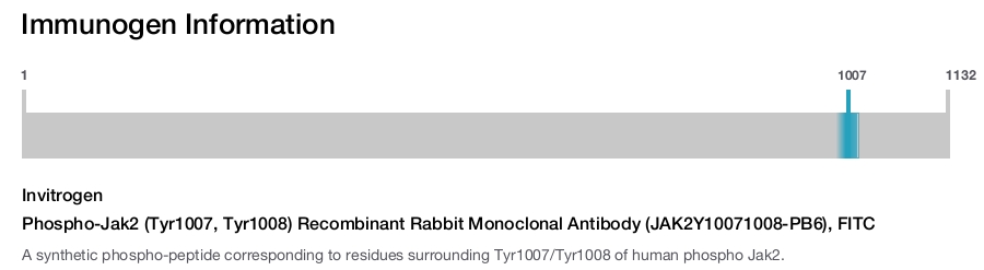 Phospho-Jak2 (Tyr1007, Tyr1008) Recombinant Rabbit Monoclonal Antibody (JAK2Y10071008-PB6), FITC