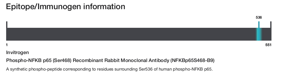 Phospho-NFKB p65 (Ser468) Recombinant Rabbit Monoclonal Antibody (NFKBp65S468-B9)