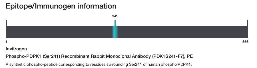 Phospho-PDPK1 (Ser241) Recombinant Rabbit Monoclonal Antibody (PDK1S241-F7), PE