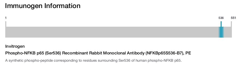 Phospho-NFKB p65 (Ser536) Recombinant Rabbit Monoclonal Antibody (NFKBp65S536-B7), PE