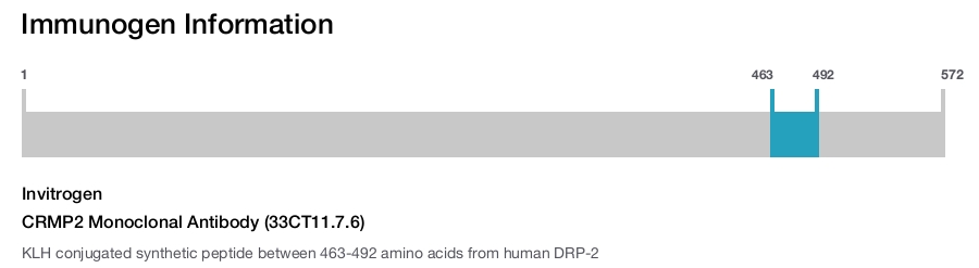 CRMP2 Monoclonal Antibody (33CT11.7.6)