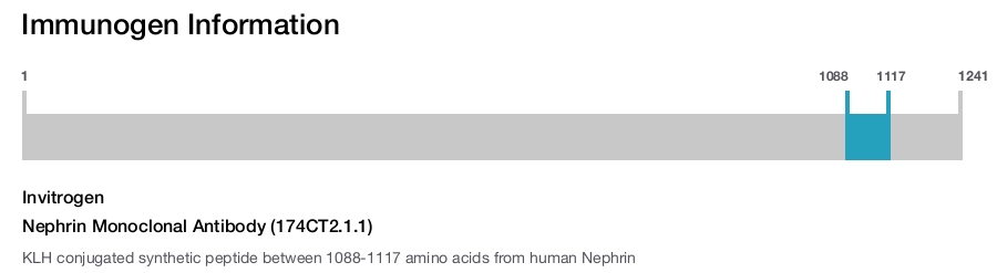 Nephrin Monoclonal Antibody (174CT2.1.1)