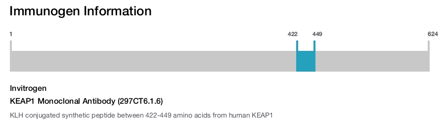 KEAP1 Monoclonal Antibody (297CT6.1.6)