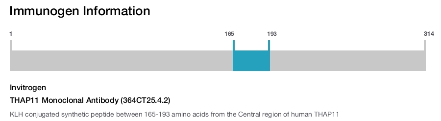 THAP11 Monoclonal Antibody (364CT25.4.2)