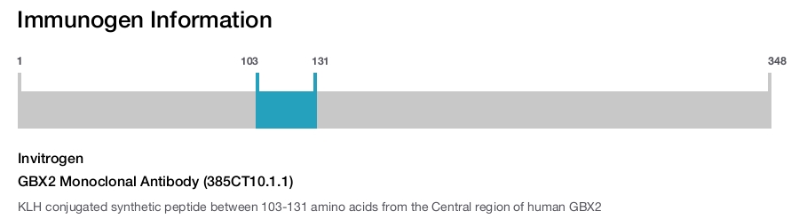 GBX2 Monoclonal Antibody (385CT10.1.1)