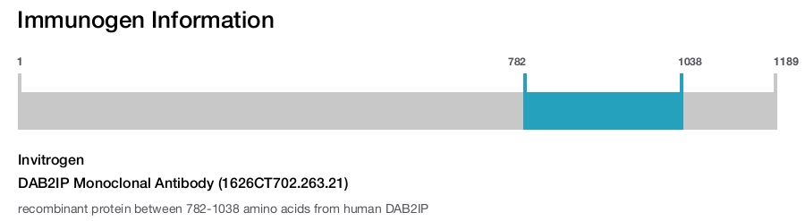 DAB2IP Monoclonal Antibody (1626CT702.263.21)
