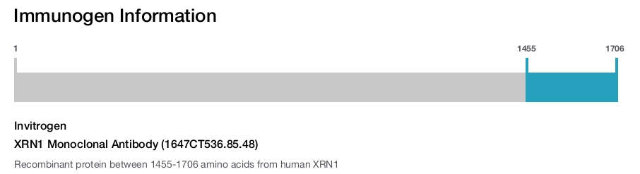 XRN1 Monoclonal Antibody (1647CT536.85.48)