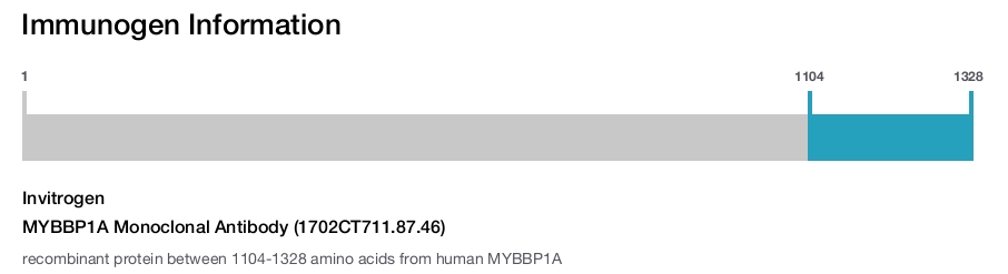 MYBBP1A Monoclonal Antibody (1702CT711.87.46)