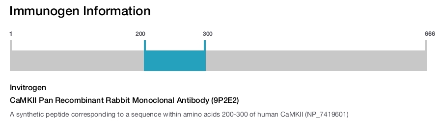 CaMKII Pan Recombinant Rabbit Monoclonal Antibody (9P2E2)