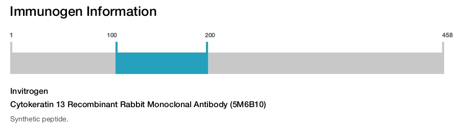 Cytokeratin 13 Recombinant Rabbit Monoclonal Antibody (5M6B10)