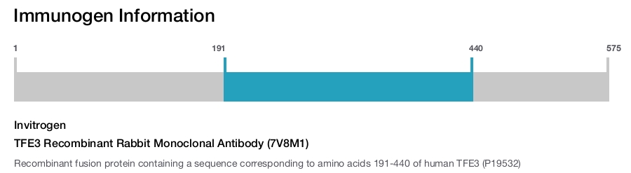 TFE3 Recombinant Rabbit Monoclonal Antibody (7V8M1)