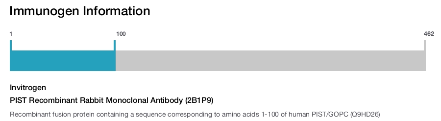 PIST Recombinant Rabbit Monoclonal Antibody (2B1P9)