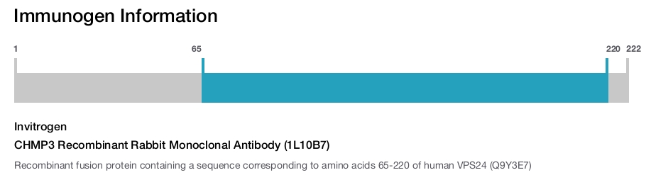 CHMP3 Recombinant Rabbit Monoclonal Antibody (1L10B7)
