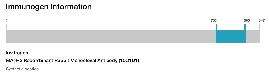 MATR3 Recombinant Rabbit Monoclonal Antibody (10O1D1)