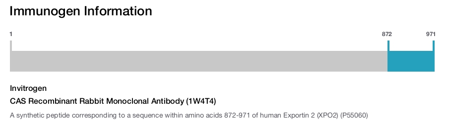 CAS Recombinant Rabbit Monoclonal Antibody (1W4T4)