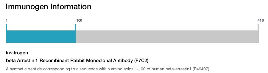 beta Arrestin 1 Recombinant Rabbit Monoclonal Antibody (F7C2)