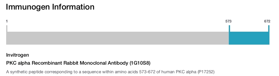 PKC alpha Recombinant Rabbit Monoclonal Antibody (1G10S8)
