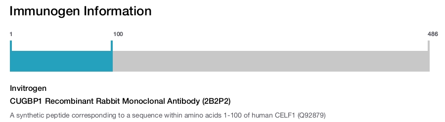 CUGBP1 Recombinant Rabbit Monoclonal Antibody (2B2P2)