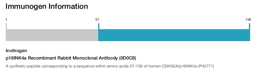 p16INK4a Recombinant Rabbit Monoclonal Antibody (0D0C8)