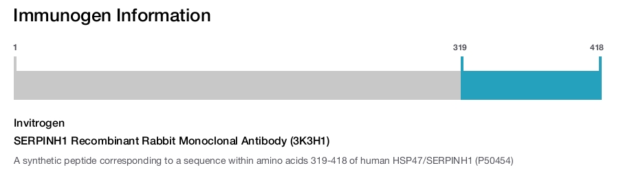 SERPINH1 Recombinant Rabbit Monoclonal Antibody (3K3H1)