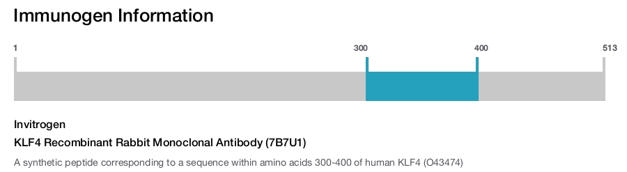 KLF4 Recombinant Rabbit Monoclonal Antibody (7B7U1)