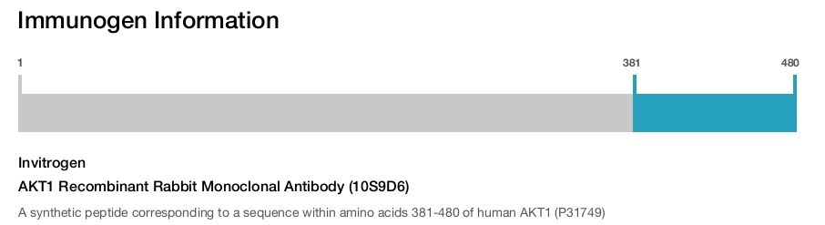 AKT1 Recombinant Rabbit Monoclonal Antibody (10S9D6)