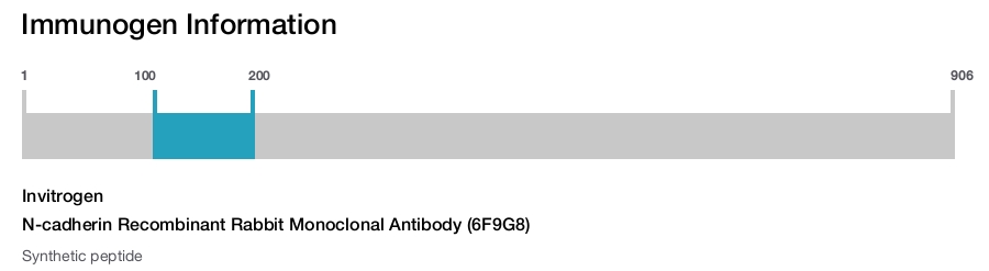 N-cadherin Recombinant Rabbit Monoclonal Antibody (6F9G8)
