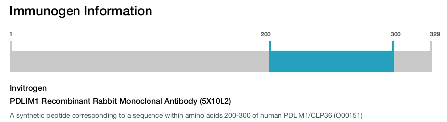 PDLIM1 Recombinant Rabbit Monoclonal Antibody (5X10L2)