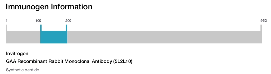 GAA Recombinant Rabbit Monoclonal Antibody (5L2L10)