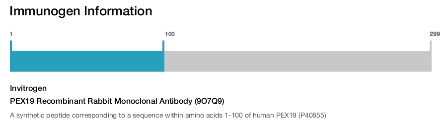 PEX19 Recombinant Rabbit Monoclonal Antibody (9O7Q9)