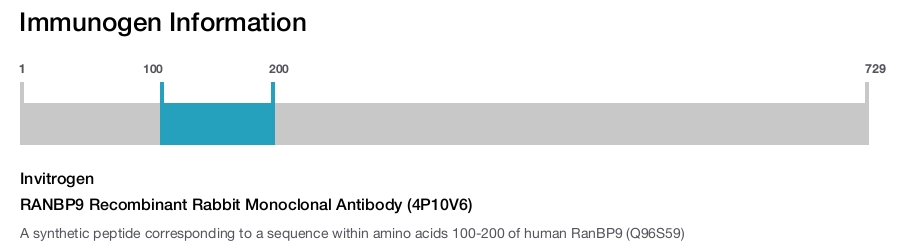 RANBP9 Recombinant Rabbit Monoclonal Antibody (4P10V6)