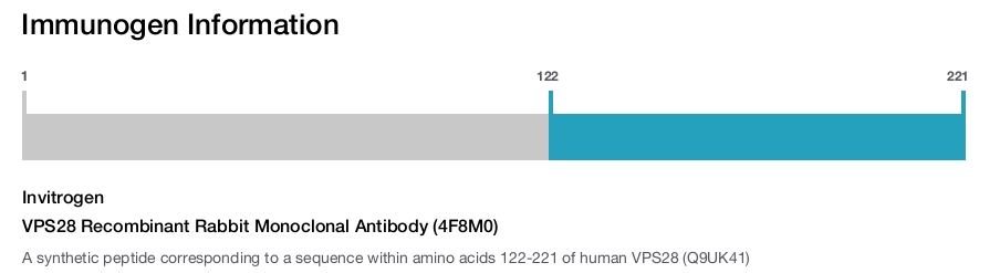 VPS28 Recombinant Rabbit Monoclonal Antibody (4F8M0)