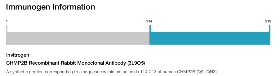 CHMP2B Recombinant Rabbit Monoclonal Antibody (3L9O5)