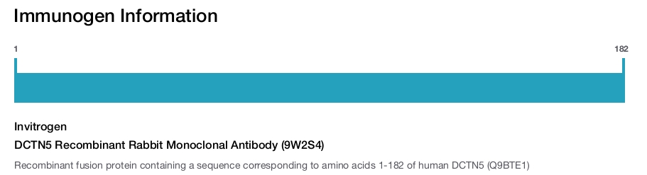 DCTN5 Recombinant Rabbit Monoclonal Antibody (9W2S4)