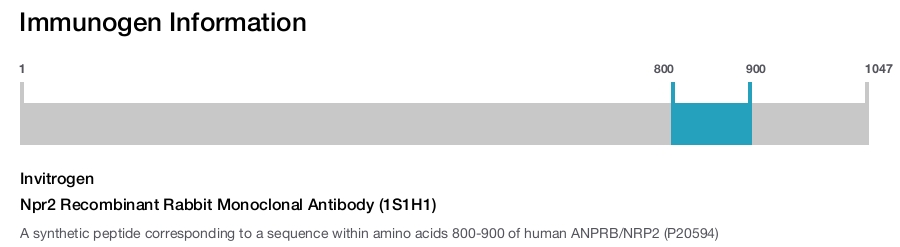 Npr2 Recombinant Rabbit Monoclonal Antibody (1S1H1)
