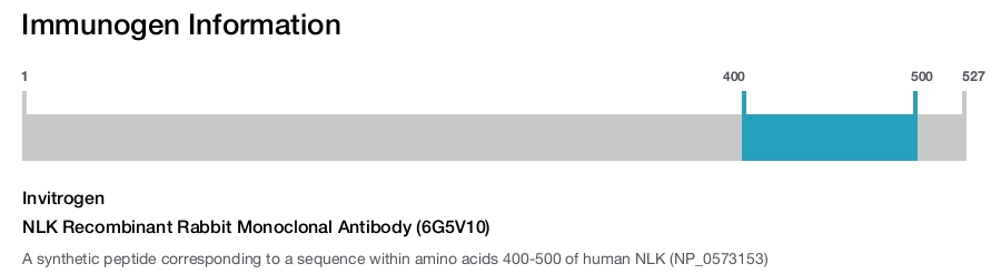 NLK Recombinant Rabbit Monoclonal Antibody (6G5V10)