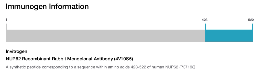 NUP62 Recombinant Rabbit Monoclonal Antibody (4V10S5)
