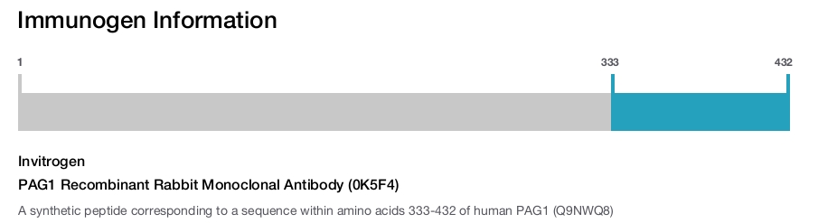 PAG1 Recombinant Rabbit Monoclonal Antibody (0K5F4)