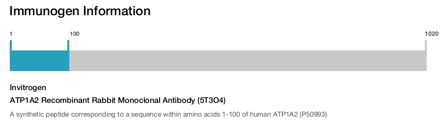 ATP1A2 Recombinant Rabbit Monoclonal Antibody (5T3O4)